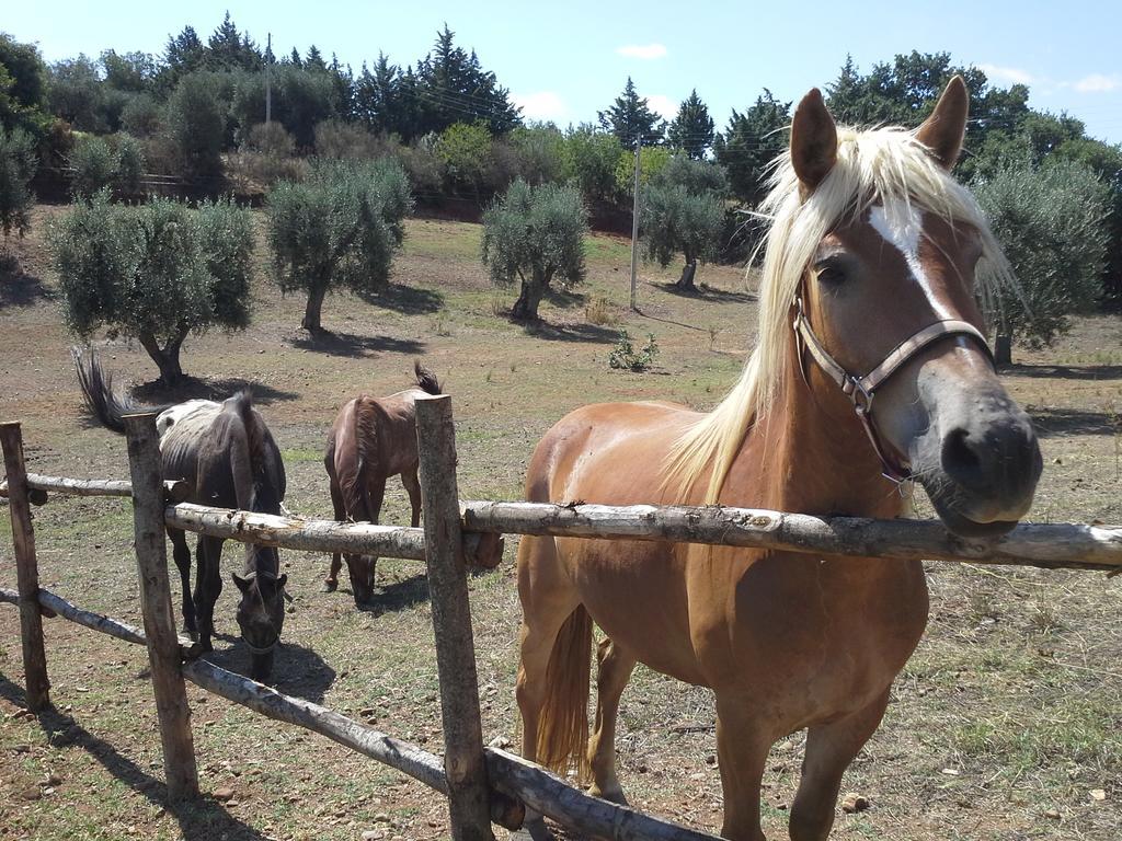 Agriturismo Terranova 피스티치 외부 사진